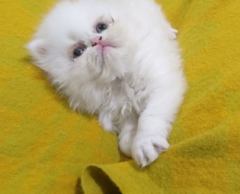 Lua Persa