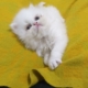 Lua Persa